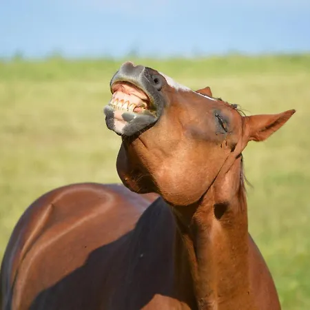 Διαμέρισμα Gefildehof Goepel *