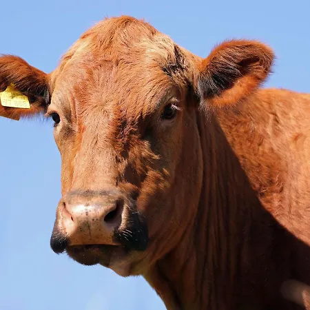 Διαμέρισμα Gefildehof Goepel *