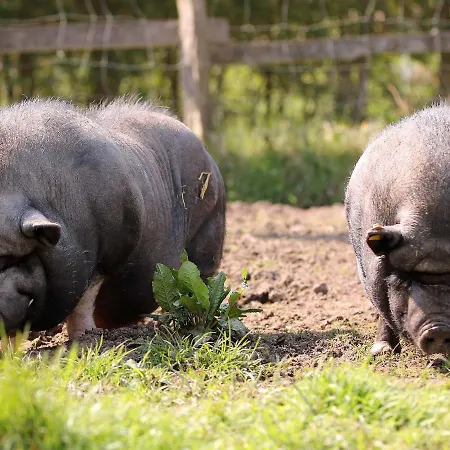 Apartmán Gefildehof Goepel *