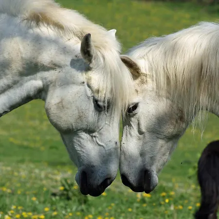 Apartmán Gefildehof Goepel