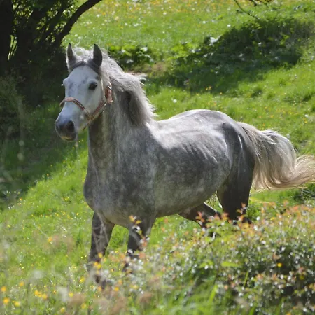 Gefildehof Goepel Διαμέρισμα Άιζεναχ