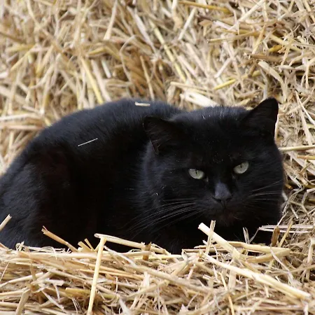 Διαμέρισμα Gefildehof Goepel Άιζεναχ