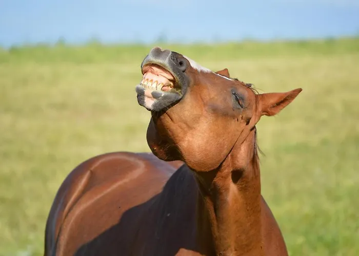 Daire Gefildehof Goepel *