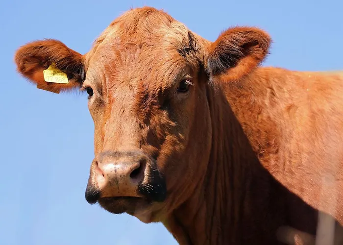 Apartament Gefildehof Goepel *