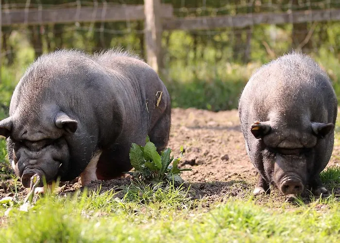 Daire Gefildehof Goepel *