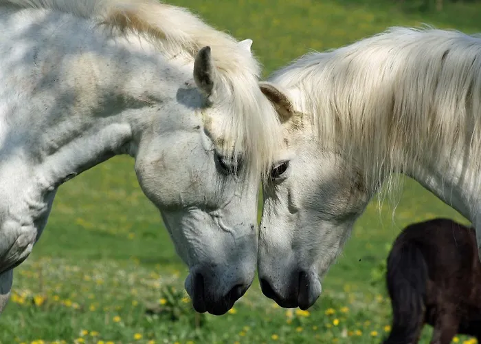Apartament Gefildehof Goepel