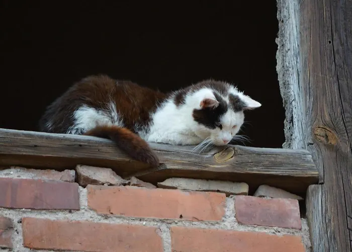 Daire Gefildehof Goepel *