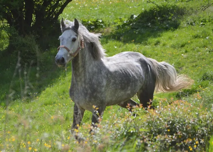 Gefildehof Goepel Daire Eisenach