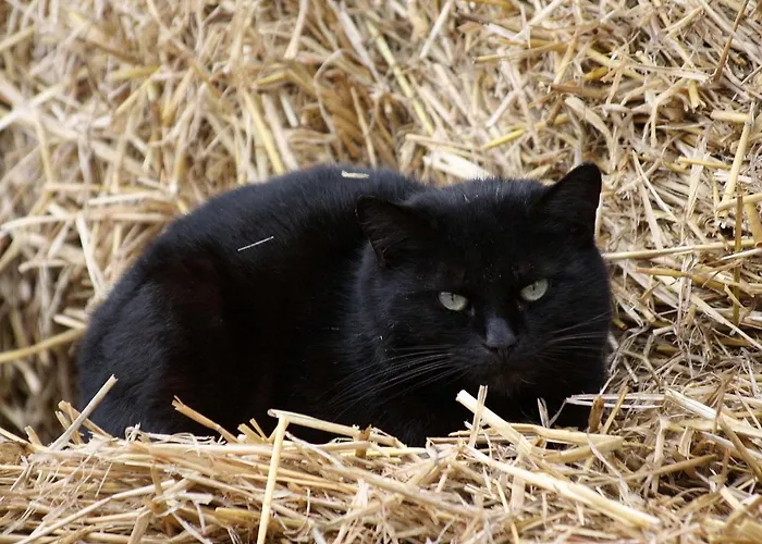 Apartament Gefildehof Goepel Eisenach
