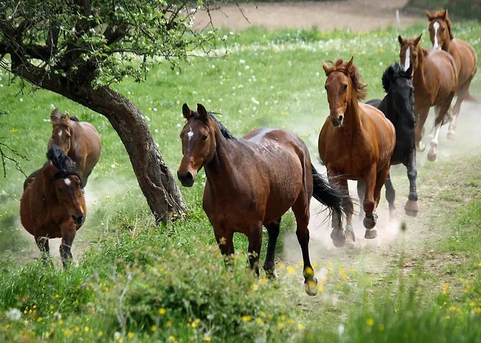Gefildehof Goepel * Eisenach